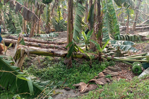 रौतहटमा चार सय बिघाको केराखेती हावाहुरीले नष्ट